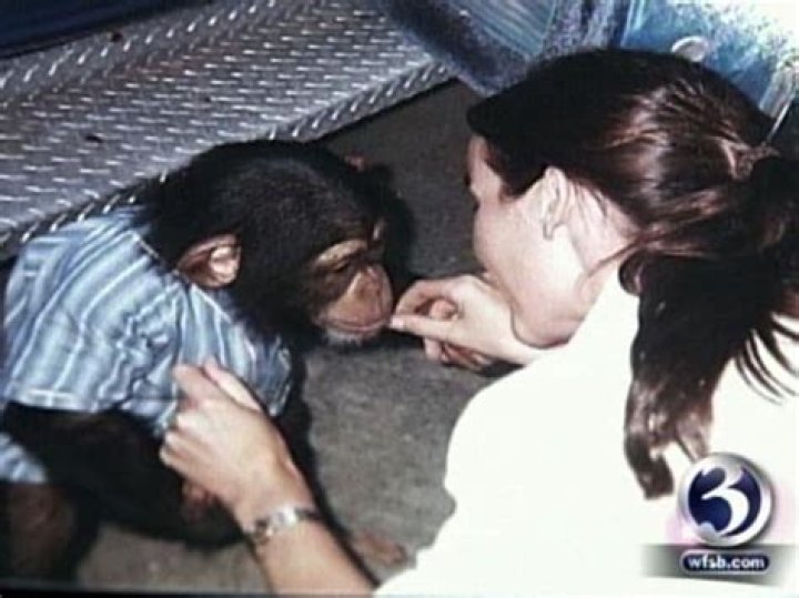  14-year-old chimpanzee Travis weighed over 200 pounds