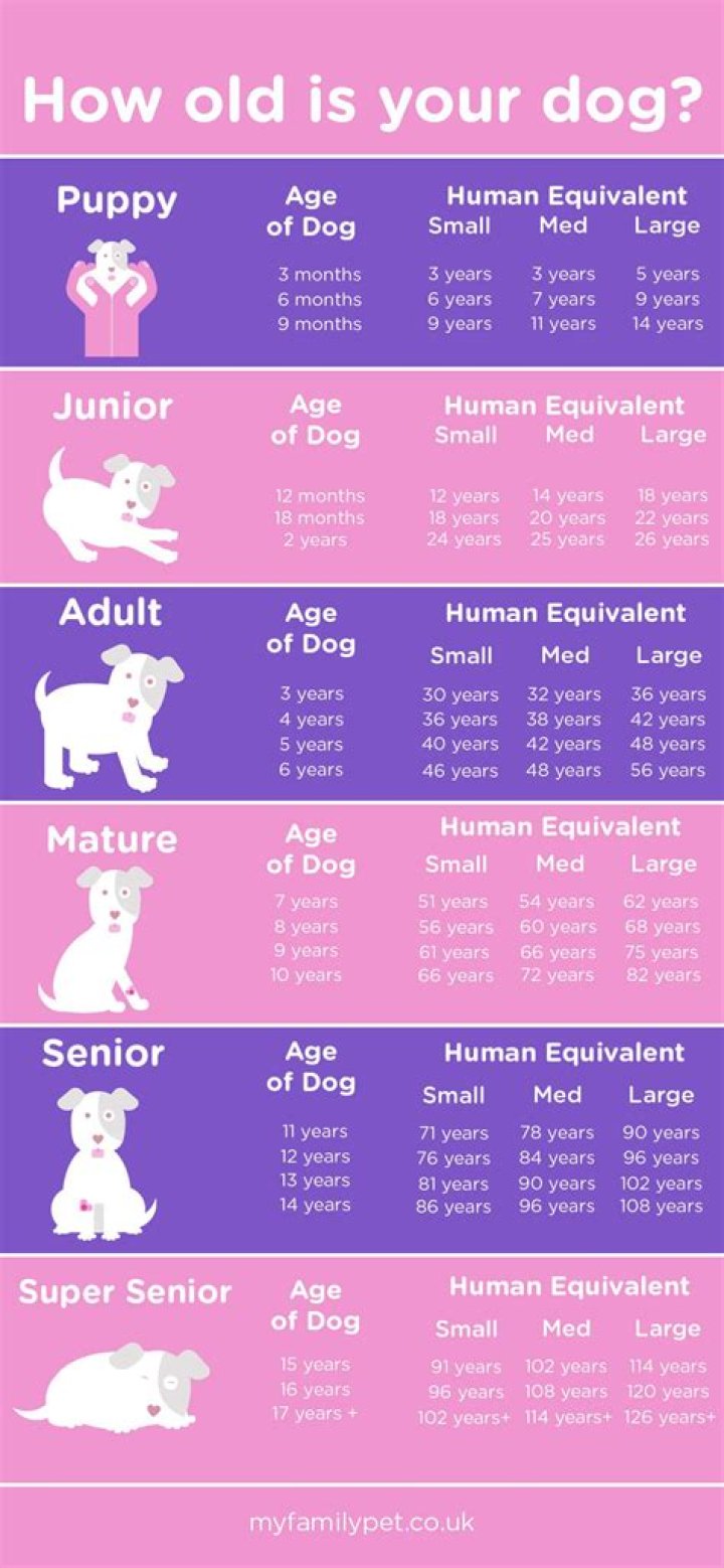 67-year-old Dog 