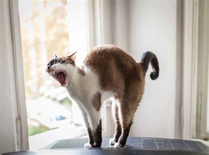 A cat with its back shaved plays in a pen