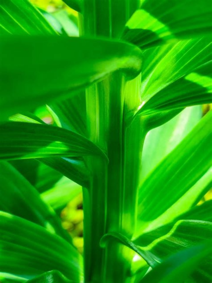 A close-up of Green's missing finger