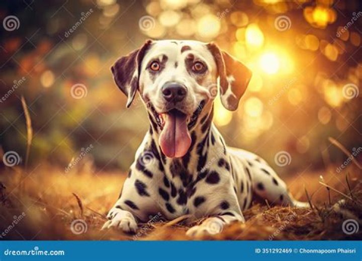 A dalmatian showed off their big paws while catching up on some sleep