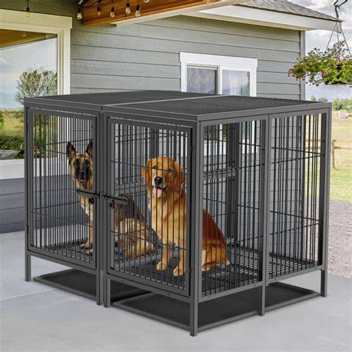  A dog in a cage on the back of a motorbike for sale in Yulin in 2016