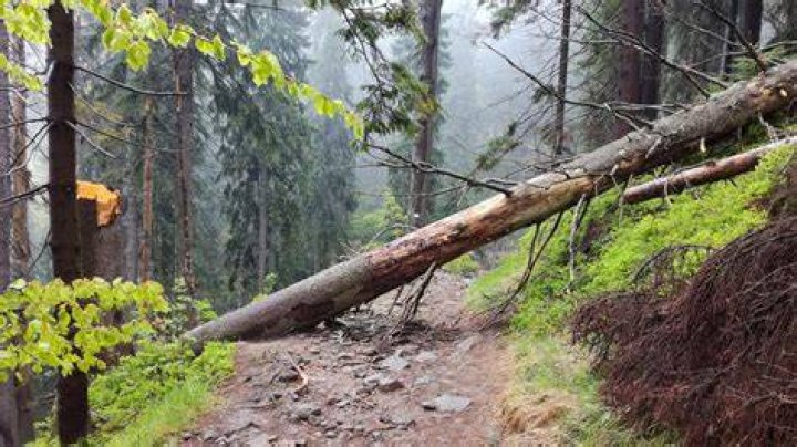 A fallen tree pulls down a power line along Green Valley Road, in West Virginia, as the area continues to deal with the fall out from winter weather