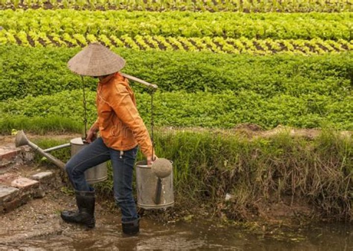  A farmer holding two bamboo rats