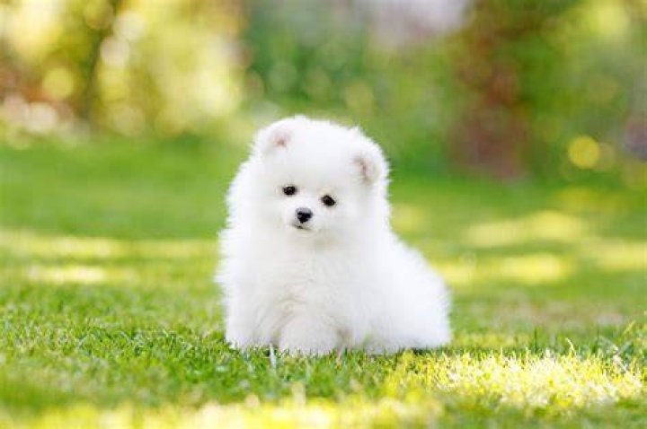 A fluffy white pooch got all tangled up after they nodded off
