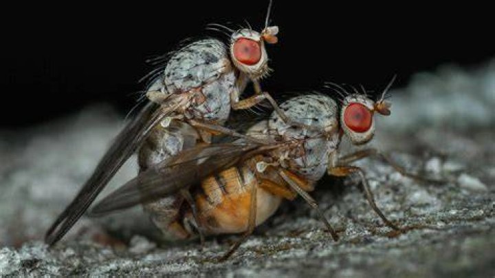A fully formed fly was found buzzing around someone's intestine