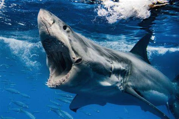 A great white shark was filmed drowning a 33ft humpback whale for the first time in a "strategic kill" off South Africa