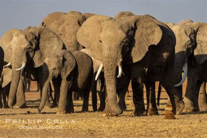 A herd of elephants is being flown from a Kent zoo to Kenya