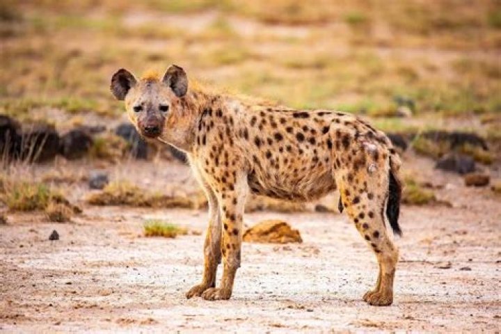 A hyena pictured with a zebra's head in its mouth