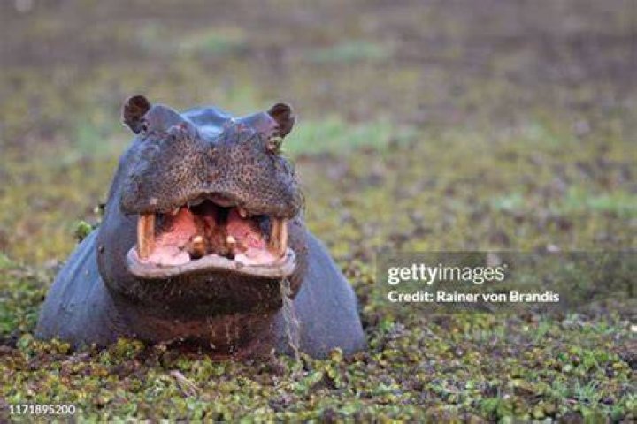 A laughing young hippo appears to be telling its mother a joke.