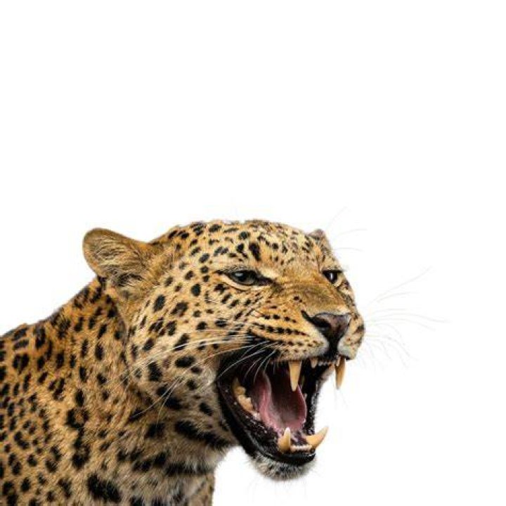 A leopard wrapping its jaws around a man's head in India