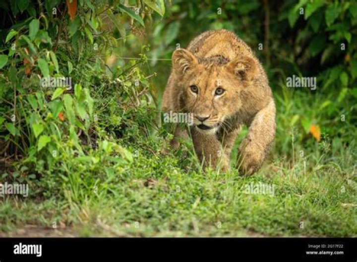 A lion cub creeps up on another in a hide and seek