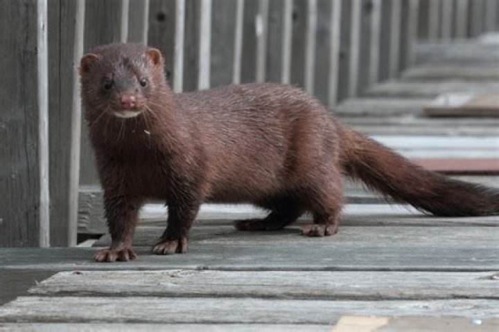 A mink in Utah is the first US animal in the wild to test positive for coronavirus