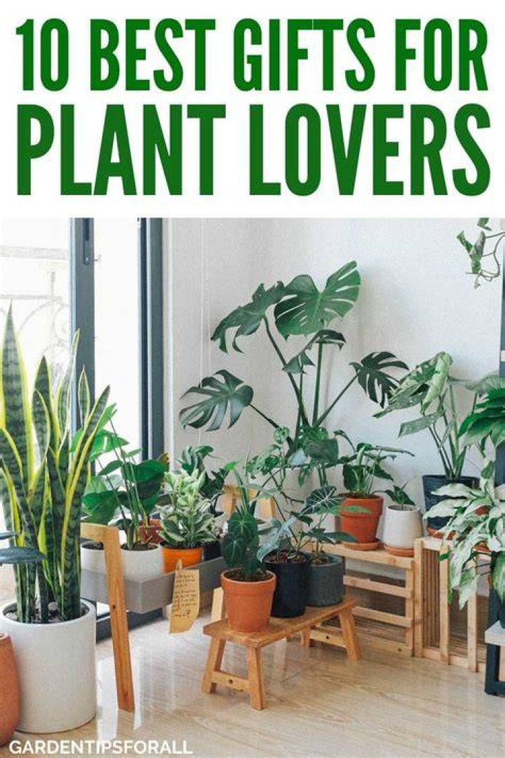 A plant lover often shares his gardening tips on social media, inspiring others to give it a go