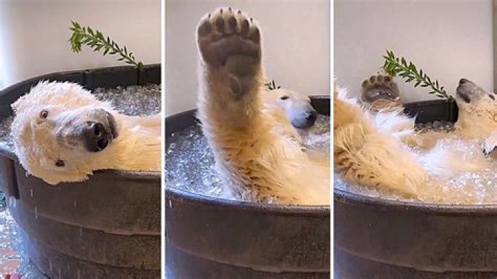 A polar bear takes a break 