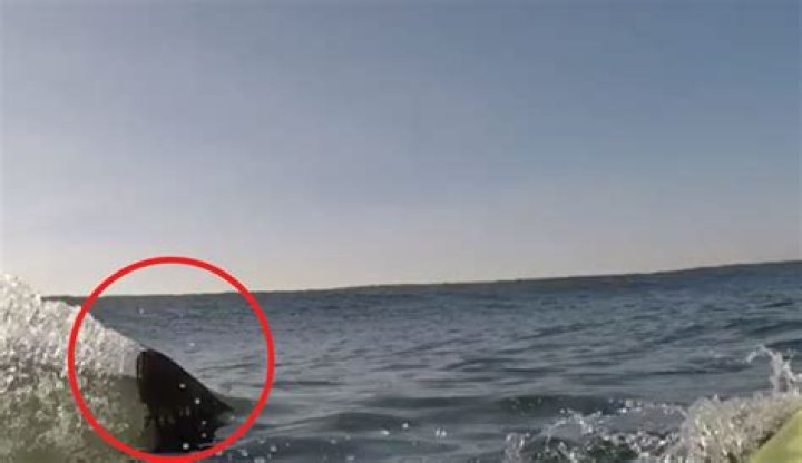 A shark fin popped out of shallow water in Naples, Florida