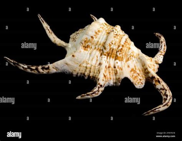 A spider and its shell were found inside someone's ear