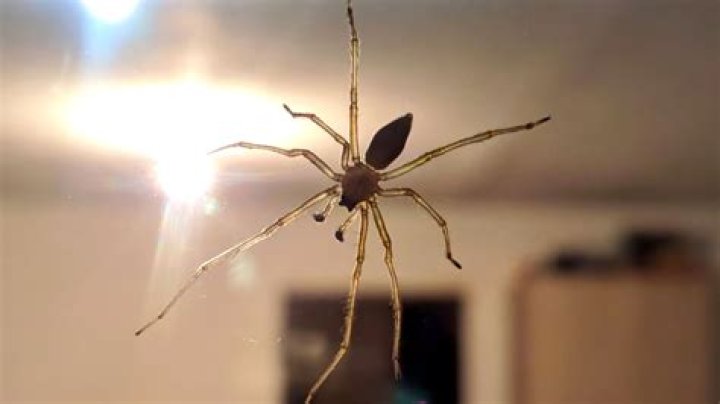 A spider expert has revealed why you should never kill daddy long legs