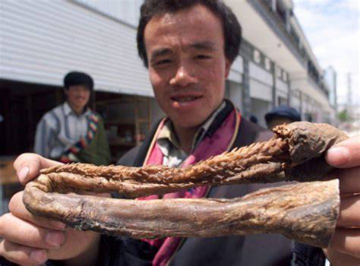 A Tiger penis bought in Tibet. It said they can increase a man's sexual prowess