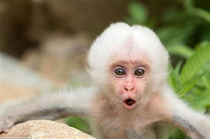 A tiny white snow monkey is pictured making a snowball