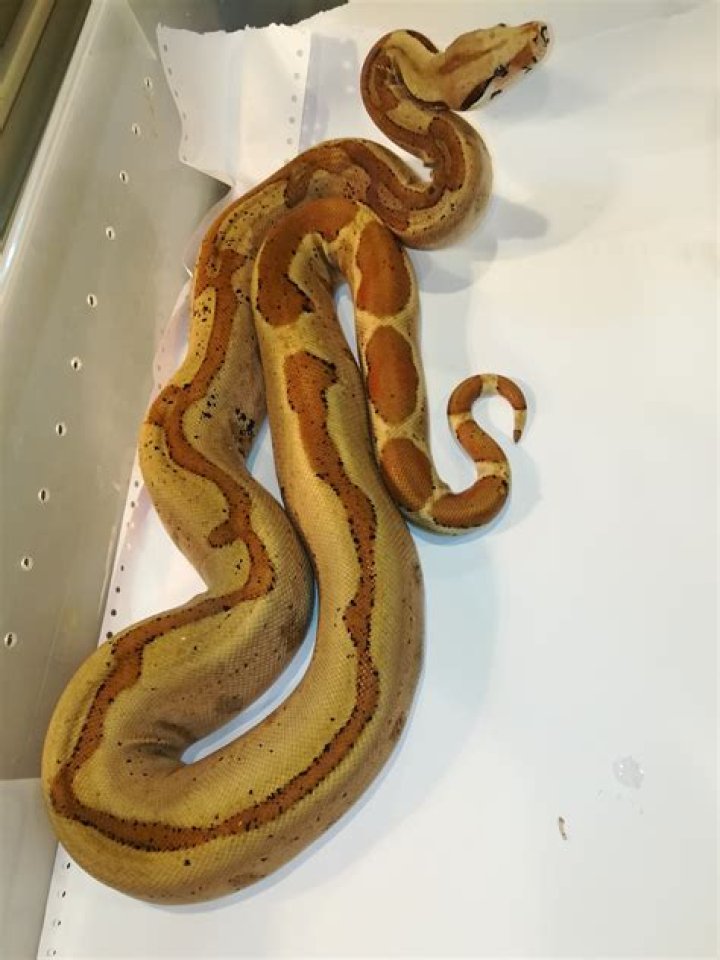 Adult boas usually grow to around 10ft long