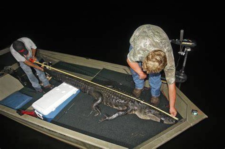 Alligator hunters risk their lives every day and often come face-to-face with the beasts they are trying to capture
