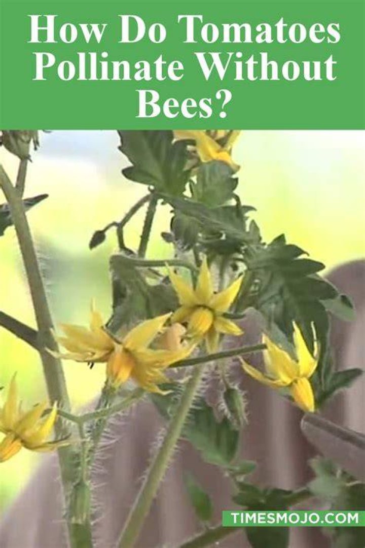 Although tomatoes can pollinate on their own, it doesn't hurt to extend a helping hand