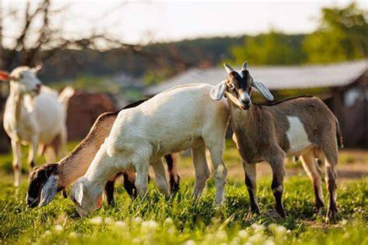  Animals such as goats and alpacas roam the estate