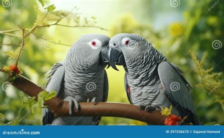 Are these parrots engaged in a heated arguement?