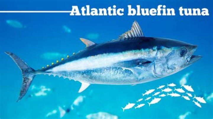 Atlantic bluefin tuna can be sold for hefty sums per pound