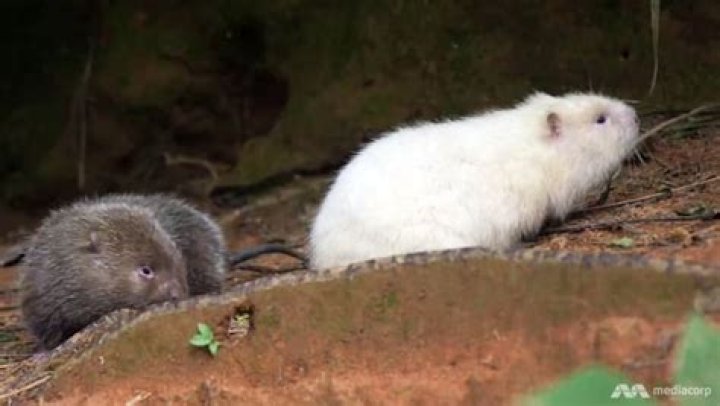  Bamboo rats are considered nutritious