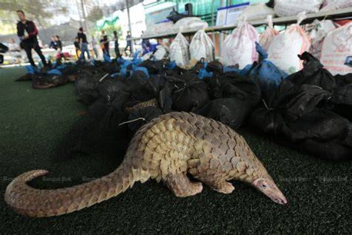 Bats, pangolins and dogs are among the animals sold at wet markets