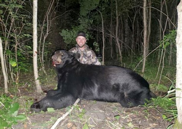  Bear is the best hunter