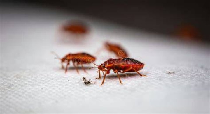 Bed bugs are reddish-brown in color and can range in size from 1mm to 7mm