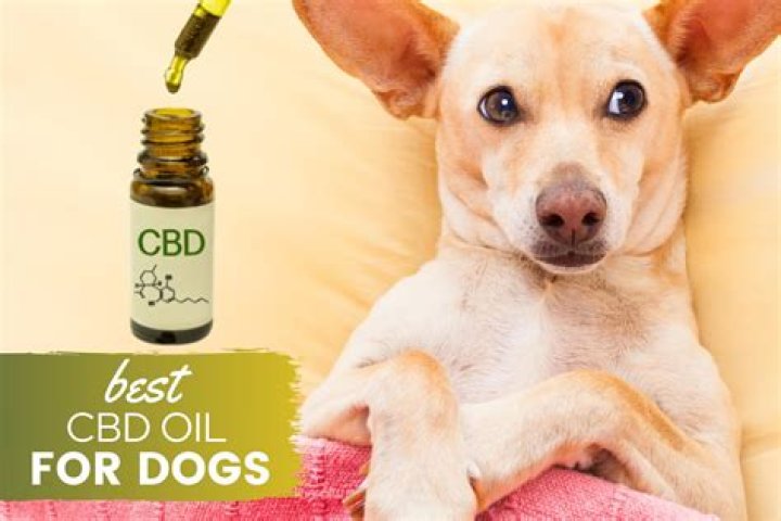 Best CBD For Dogs