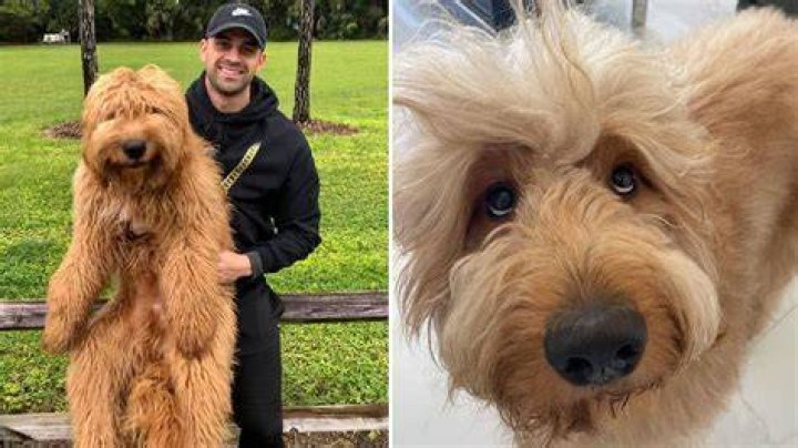Brodie the Goldendoodle is a popular social media influencer with millions of followers