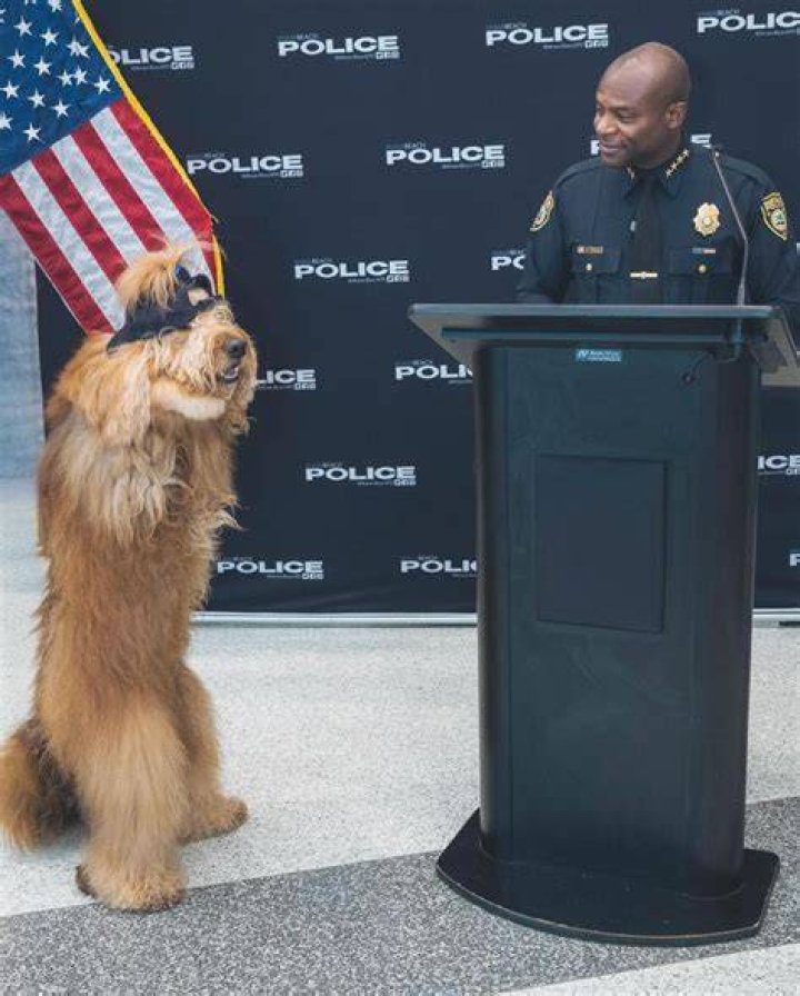 Brodie the Goldendoodle received a guard of honor from the Miami Beach Police Department