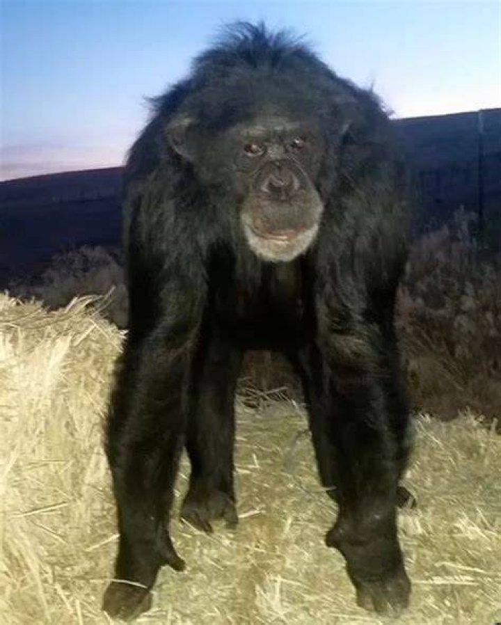 Buck the chimp had lived on a ranch in Oregon for 17 years when he attacked a woman