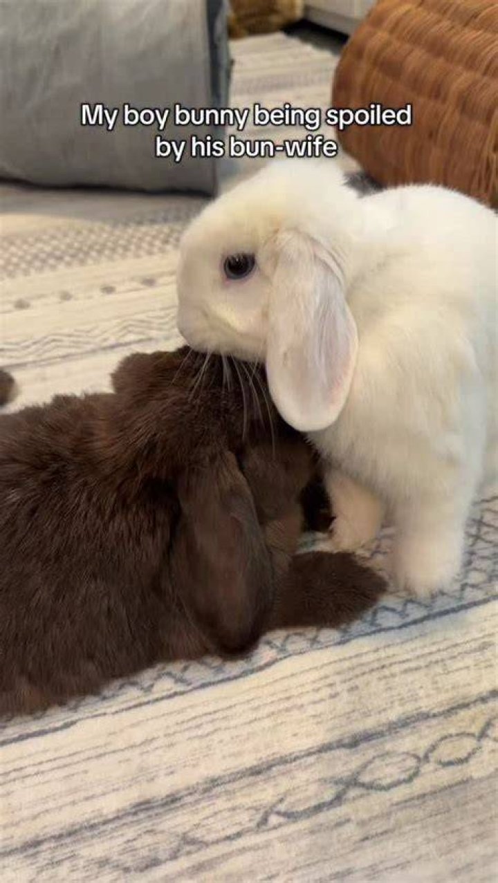 Bunny believes she has the biggest boobs in all of Austria