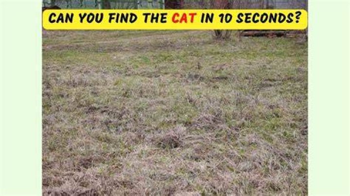Can you find the 'T' hidden in this image?