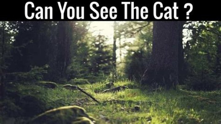 Can you see the hidden snake in this image?