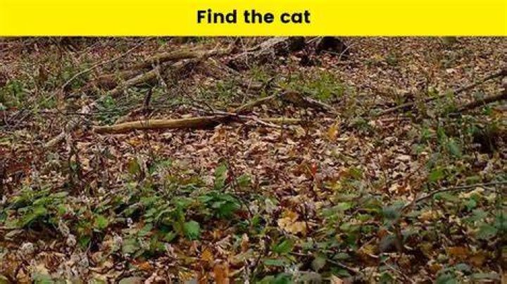 Can you spot the cat hiding in this viral video?
