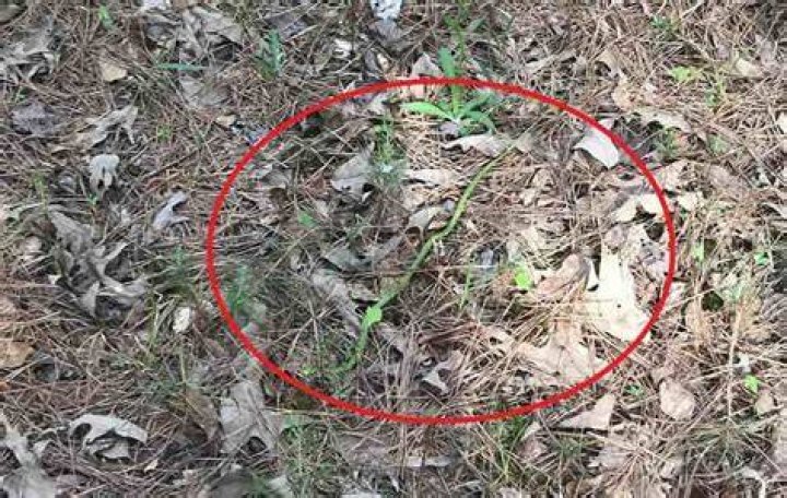 Can you spot the snake in woodland in Buderim?