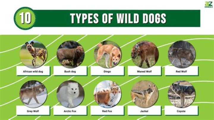 Canines are another popular animal to feature, what year was this pooch top dog?