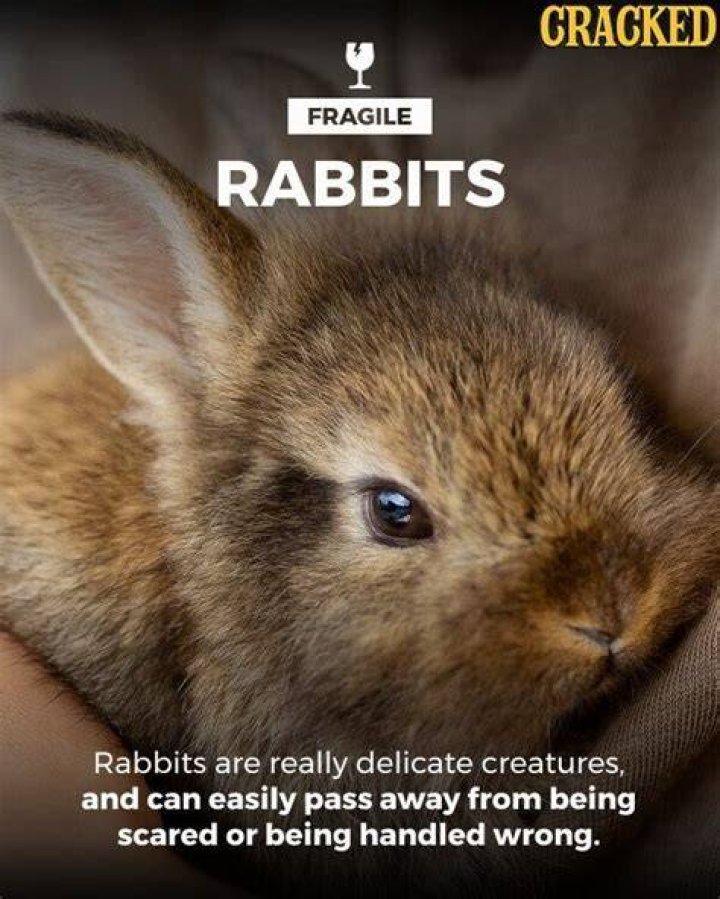 Capricorn Rabbits are fragile and sensitive but can be fearless at times