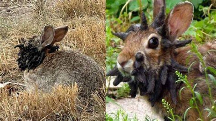 Capricorn Rabbits will have a month of developing their personal relationships positively