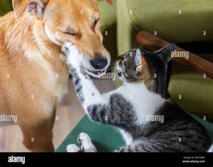 Cats and dogs are being forced to have lobes chopped up in China