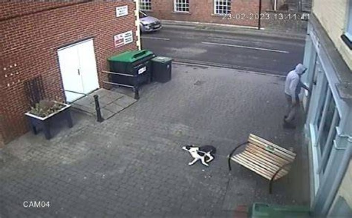 CCTV footage shows the dog struggling