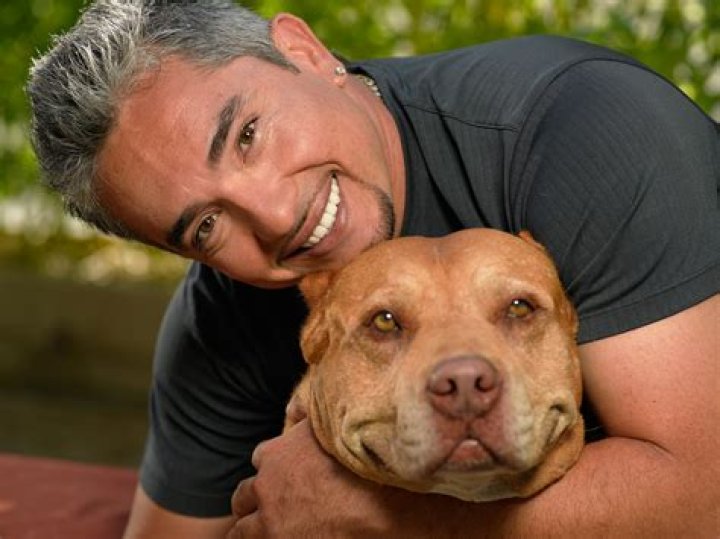 Cesar Millan's pitbull has been accused of 'killing' Queen Latifah's dog