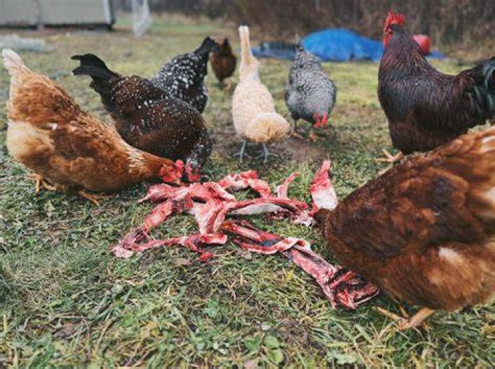 Chickens can take up to 21 days to form and hatch